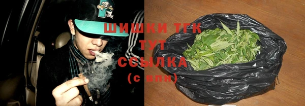сатива Новозыбков