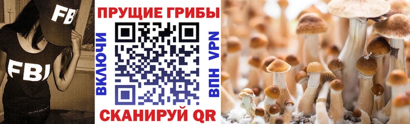 Псилоцибиновые грибы Psilocybe Шебекино